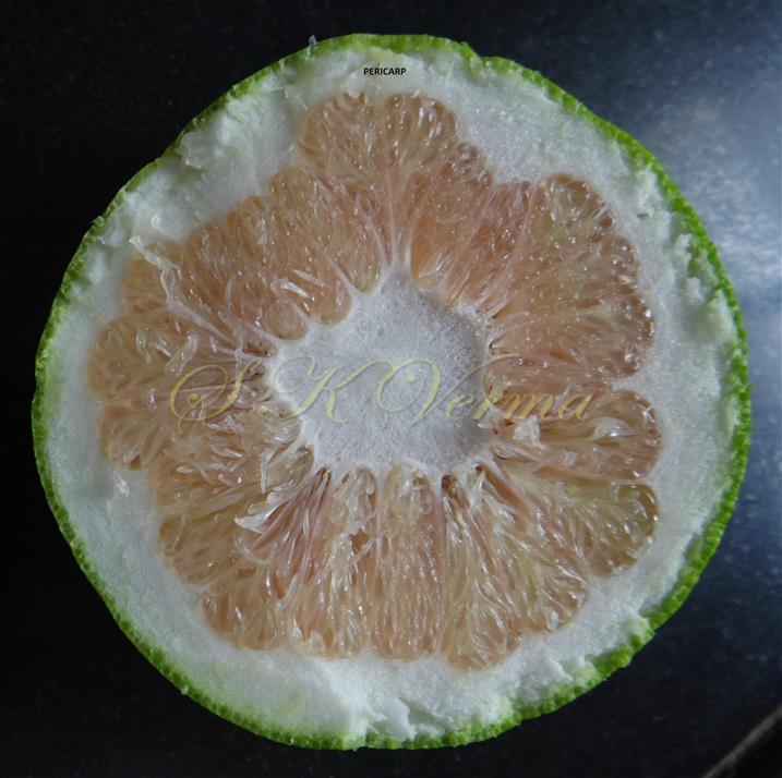  Fruit T.S.